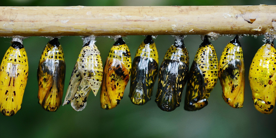 The Transformation Priority&nbsp;Premise