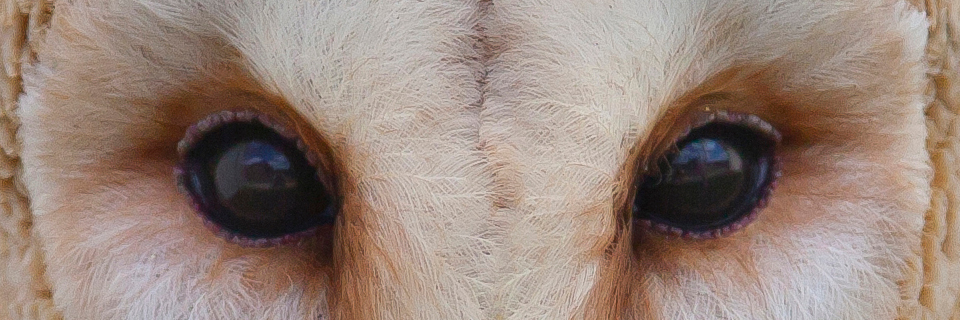 Close up of eyes of a barn owl