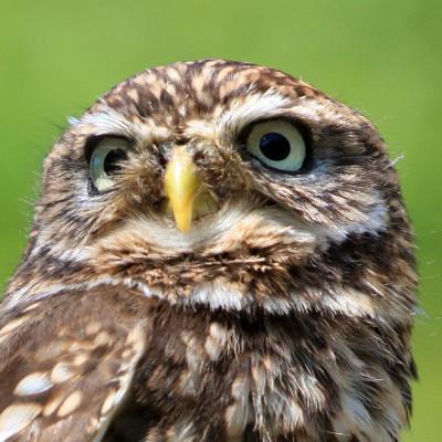 Ullet (Little Owl) avatar